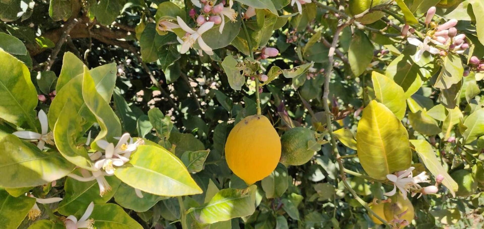 Apartamento Limon, Vinamar Iii, La Mata La Mata  Esterno foto